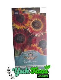Penjelasan kali ini saya akan membahas bagaimana langkah menyemai bunga matahari dengan baik dan benar sebelum. Benih Sunflower Evening Sun Yuktani