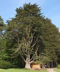 Image result for Cupressus macrocarpa