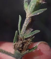 Image result for Blepharis integrifolia