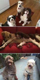 What does pet boarding include? Pin On Pet Sitters And Pet Trainers In San Francisco