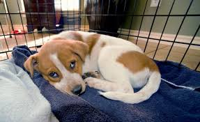 Play with your puppy before bedtime. Help How Do I Stop My Dog From Crying In The Crate