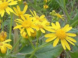 Image result for Senecio aetfatensis