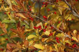 Image result for Landolphia villosa