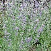 Image result for perovskia atriplicifolia 'little spire'