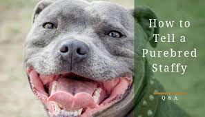 How To Tell If A Staffordshire Bull Terrier Is Purebred