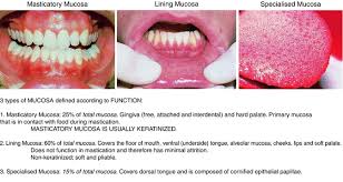 Structure And Functions Of The Oral Mucosa Springerlink