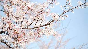 Free Download Cherry Blossom Wallpaper White Cherry Blossom Wallpaper Cherry Blossom Background Blossom Trees