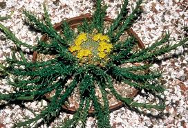 Image result for Euphorbia pseudopetiolata