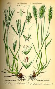 Image result for Anthoxanthum