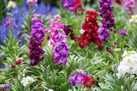 How To Grow And Care For Stock Flowers Matthiola Incana