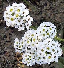 Image result for Vigna comosa