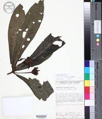 Image result for Justicia buchholzii