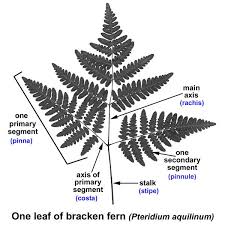 Image result for Lygodium kerstenii