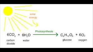 The most common use is the production of energy (in the form of atp during the daytime hours, when photosynthesis is taking place, plants produce more glucose than they can consume. What Are The Products Of Photosynthesis Quora