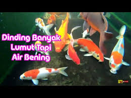 Kolam Koi Dengan Dinding Yang Berlumut Tapi Airnya Jernih 1 Youtube