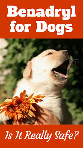 Benadryl For Dogs Can You Give It Is It Safe What Dosage In 2020 Benadryl For Dogs Dosage Dog Allergies Dog Skin Allergies