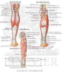 Posterior Compartment Leg Muscles Chart