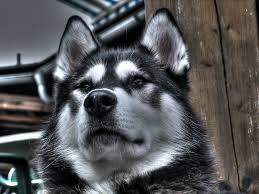 125 watchers13.5k page views0 deviations. Alaskan Malamute Ein Rasseportrait The Arctic Snownoses Christian S Blog