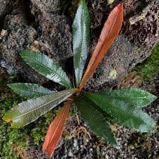 Image result for Sauvagesia erecta