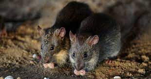 Pada mulanya, bakteria ini dikenal pasti datangnya dari tikus. Hantavirus Boleh Ancam Negara Jangkitan Bawaan Tikus