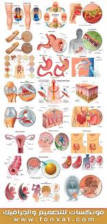 ملفات فيكتور طبية لاعضاء جسم الانسان من الداخل Vector Illustration Illustration Photoshop