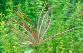 Image result for Chloris virgata