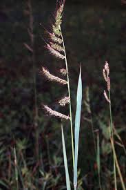 Image result for Echinochloa crus-pavonis