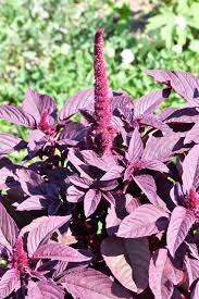 Image result for Amaranthus cruentus
