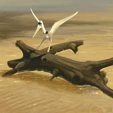 Pterodactylus has the honour of being the first pterosaur known to science,‭ ‬although the type of creature that it really was,‭ ‬was still largely unknown at the time of its discovery.‭ ‬many scientists inferred that it was more like a bat,‭ ‬or something between a bat and a bird.‭ ‬some even put forward the suggestion that. Pterosaur Pterodactylus Kochi Photograph By John Conway Science Photo Library