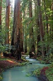 ❤ get the best redwood forest wallpaper on wallpaperset. Pin By ð„ð¥ð­ð¡ðžðš On Beginners Digital Photography Forest Landscape Forest Photography Nature Photography