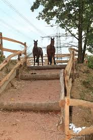 Galerie Tier Therapie Zentrum Loerrach Pferdehof Pferdefarmen Pferde Und Hunde