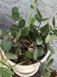 Xerosicyos Danguyi Silver Dollar Plant Dollar Plant Plants Silver Dollar Plant
