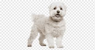 We did not find results for: Maltese Dog Bichon Frise Bolognese Dog Havanese Dog Little Lion Dog Puppy Animals Carnivoran Toy Dog Png Pngwing