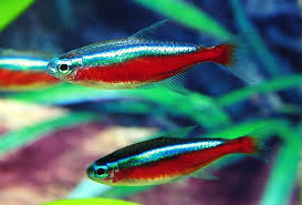 Keeping a neon tetra healthy is not very difficult. Neon Tetras Bettas Fish Care