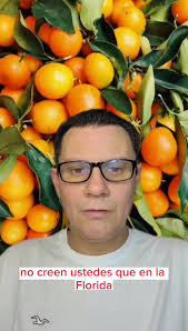 Corte De Naranja En Florida