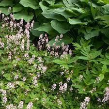 Black vine weevils can sometimes infest the plant and discoloration may appear on the leaves due to foliar nematodes. Foamflower Plant Care Growing Guide