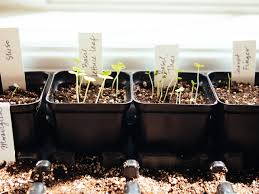 The glass enhances the light and heat for the plant and protects it from direct contact with snow or ice. The Beginner S No Fail Guide To Starting Seeds Indoors Garden Betty