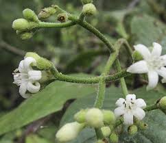 Image result for Psychotria hypsophila