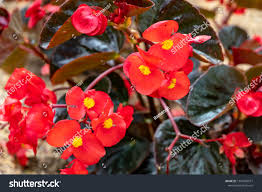 Image result for Begoniaceae