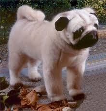 Ob beim schlafen oder spielen im garten: Kosener 5890 Mops Stehend 39 Cm Kuscheltier Hund Pluschtier Stoffhund Kuscheltier Hund Pluschtier Mops