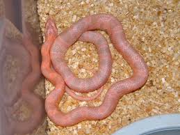 ians vivarium salmon snow cornsnake