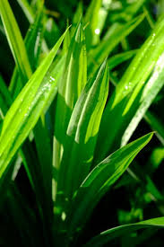 Image result for Pandanaceae