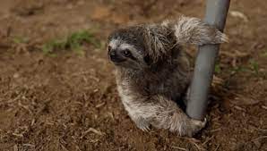 The 27 Happiest Sloths In The World Sloth Life Sloth Cute Sloth