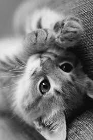 Everyone Of Followers Dear Good Night I Pray That There Is A Blessing Of God To You Cute Cats And Kittens Cats And Kittens Cute Animals