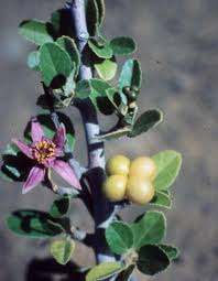 Image result for Grewia microcarpa