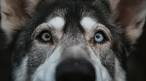 Husky Lab Mix - Learn All About An Amazing Cross Breed Dog