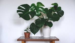 10 Tips Perawatan Tanaman Hias Monstera