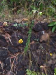 Image result for Pentanema indicum