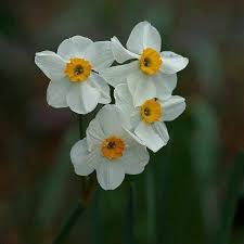 Maybe you would like to learn more about one of these? Different Flowers Are Beautiful And Unique Steemit