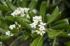 Image result for Pittosporum tobira